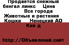 Продается снежный бенгал(линкс) › Цена ­ 25 000 - Все города Животные и растения » Кошки   . Ненецкий АО,Кия д.